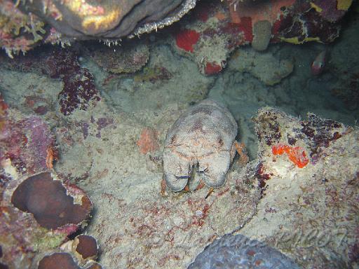 cigale Scyllarides aequinoctialis.JPG